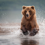 фотографии медведей Сергея Иванова
