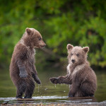 фотографии медведей Сергея Иванова