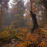 фото леса Андрея Уляшева