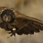 фото диких птиц Игоря Шилохвоста