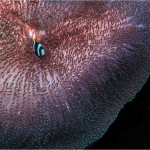 фото подводного мира Сергея Гаспаряна