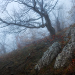 завораживающие фото леса Анатолия Гордиенко