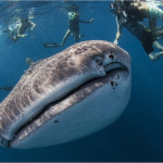 фото подводного мира Сергея Гаспаряна