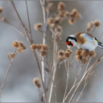 фото птиц Александра Чувилина