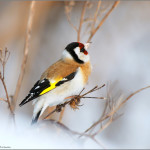 фото птиц Александра Чувилина
