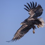 фото хищных птиц Евгения Слободского