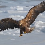 фото хищных птиц Евгения Слободского