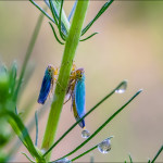 макро фото насекомых Андрея Бурлова