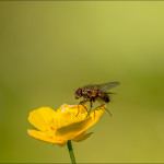 макро фото насекомых Андрея Бурлова