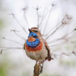 фото певчих птиц России Натальи Бачковой