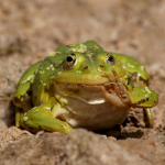 фото зеленых лягушек Ирины Фурашовой
