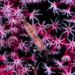 фото подводной флоры Алексея Пупышева