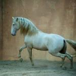 Прекрасная конная фотография Ольги Итиной