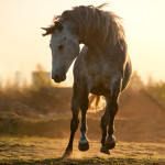 Прекрасная конная фотография Ольги Итиной