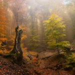 фото лесных пейзажей Ильи Мелихова