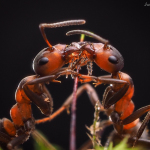 макро фото муравьев Ирины Козорог