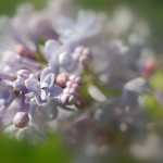 волшебные макро цветы Ольги Татаржицкой