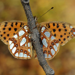 прекрасные и хрупкие бабочки Дмитрия Корпусова
