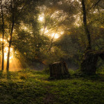 Волшебный лесной пейзаж Юрия Морозова
