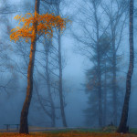 Волшебный лесной пейзаж Юрия Морозова