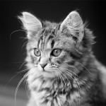 Портреты котов и кошек Григория Володькина