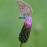 прекрасные и хрупкие бабочки Дмитрия Корпусова