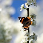макро стрекозы и бабочки Сергея Фудиненко