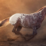 прекрасная конная фотография Аллы Берлезовой