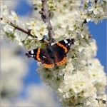 макро стрекозы и бабочки Сергея Фудиненко
