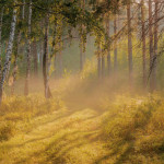 Краски лесного пейзажа Марата Ахметвалеева
