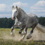 прекрасная конная фотография Аллы Берлезовой