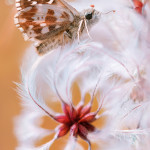 естественная красота бабочек Татьяны Крыловой