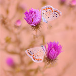 естественная красота бабочек Татьяны Крыловой